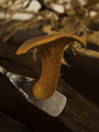 Golden Chanterelle