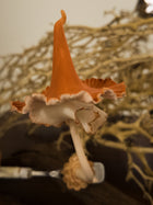 Amber Chanterelle