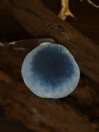 Indigo Milkcap