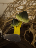 Witch's Hat