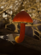 Scarlet Waxcap