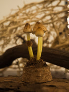 Bonnet Glass Jar Mushroom