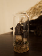 Morel Glass Jar Mushroom