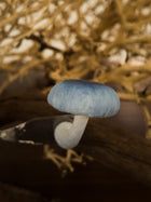 Indigo Milkcap