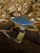 Blue Fly Agaric