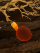 Scarlet Waxcap