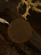 Toasted Button