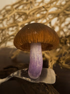Golden Chanterelle