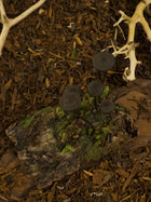Mycena Mushroom Forest Diorama