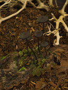 Mycena Mushroom Forest Diorama