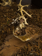 The Mushroom Rider
