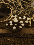 Marasmius Mushroom Coconut Shell Diorama