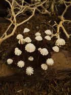 Marasmius Mushroom Coconut Shell Diorama