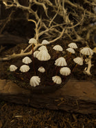 Marasmius Mushroom Coconut Shell Diorama