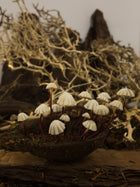 Marasmius Mushroom Coconut Shell Diorama