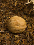Enchanted Walnut Shell