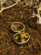Enchanted Walnut Shell
