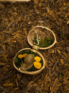 Enchanted Walnut Shell