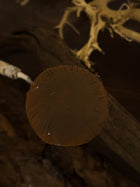 Toasted Button