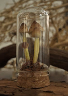 Large Glass Dome Mushroom